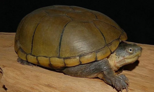 动胸龟能活多少年