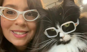 这家眼科医院的面门担当是只猫，每天戴不同的眼镜换造型耍酷扮帅