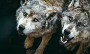 动物故事：受伤狼王在洞中等死，被流浪狗意外搭救，一起重返狼群