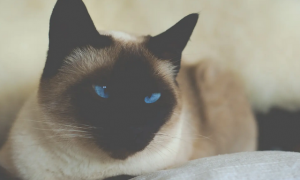 猫猫瞳孔放大的原因是什么啊