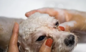 幼犬多大可以洗澡