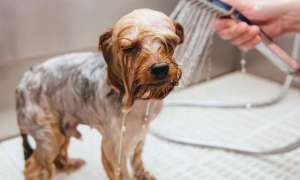 狗狗夏天洗澡多久一次