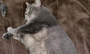 试用了新买的电热毯，猫咪表情显得真实了：太暖和了我要躺一天
