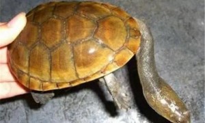 南美蛇颈龟怎么分雌雄