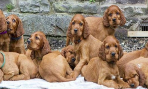 一胎生下15只小狗，1年后它们再次相聚，看了让人忍不住落泪了