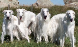 苏俄牧羊犬的性格外貌特征