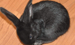 黑色獭兔怎么养