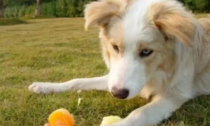 狗能吃橘子吗