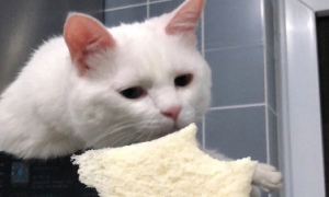 猫能吃面包吗