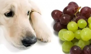 狗吃了20个葡萄皮会怎样呢
