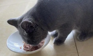 猫罐头每天都要喂吗