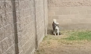 两只狗狗合伙越狱，在院子的墙角处刨坑，被主人发现后好尴尬！