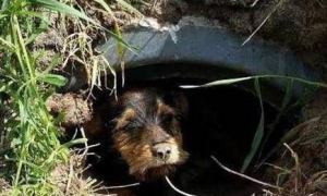 狗狗躲在洞里不出来，被救后它摇尾巴感谢