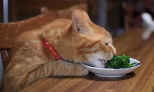 猫能吃什么蔬菜