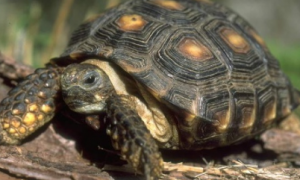 墨西哥地鼠龟能活多少年