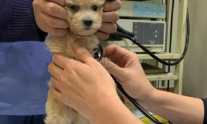 主人晒家里狗勾去医院体检的照片，网友被萌翻：是个玩具熊吧？
