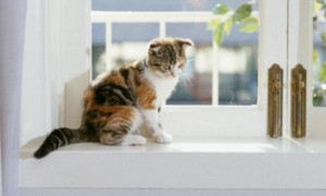 猫咪真的会跳窗吗