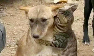 土耳其地震后，被救的猫咪认出自家的狗狗，瞬间让人泪目