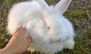 安哥拉长毛兔常见病和治疗方法