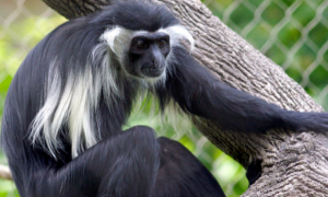 安哥拉疣猴活多久