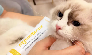 猫咪营养膏是什么