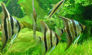 埃及神仙鱼能繁殖吗