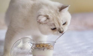 酸奶猫咪可以喝多少