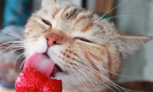 布偶猫可以吃草莓吗