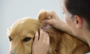 宠物耳朵发炎用什么药