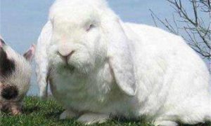 大型兔多久可以生兔子