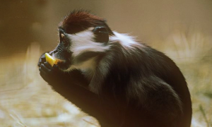 白颈白眉猴吃什么食物