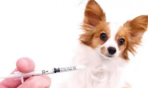 狗狗疫苗后拉稀正常吗吃什么药