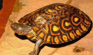 哥斯达黎加木纹龟腐皮怎么治