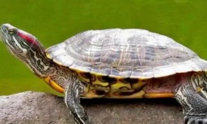 巴西龟龟壳烂了怎么回事
