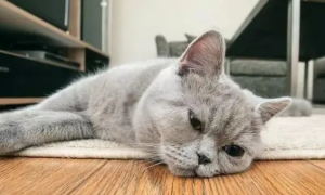 猫抑郁症的表现及治疗方法