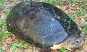 马来西亚巨龟雌雄如何辨别