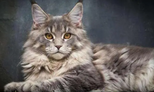 全网最帅的缅因猫