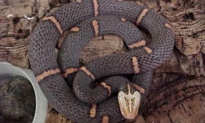喜玛拉雅白头蛇最大有多大