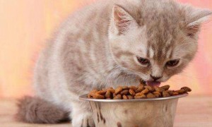 猫咪几个月就可以不泡猫粮了吗