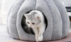 猫喜欢什么样的猫窝
