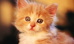 刚出生的小猫拉稀是什么原因造成的