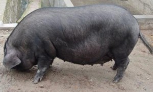 太湖母猪最大能养多少斤