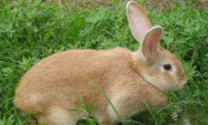豫丰黄兔常见病和治疗方法