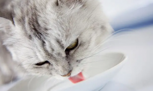 猫咪益生菌的作用及功能主治