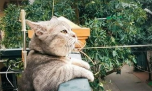 猫咪趴在阳台上思考，眼中却透露着无奈，喵：我的爱情在哪里