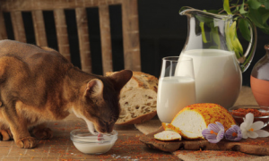 猫能不能喝牛奶