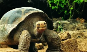 加拉帕戈斯象龟怎么冬眠