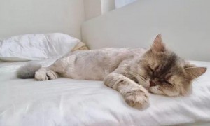 猫整天不吃东西总是睡觉怎么回事