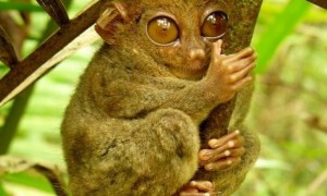 眼镜猴多少钱一只