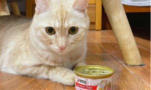 猫罐头给狗吃可以吗